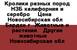 Кролики разных пород НЗБ калифорния и серебро  › Цена ­ 400 - Новосибирская обл., Бердск г. Животные и растения » Другие животные   . Новосибирская обл.